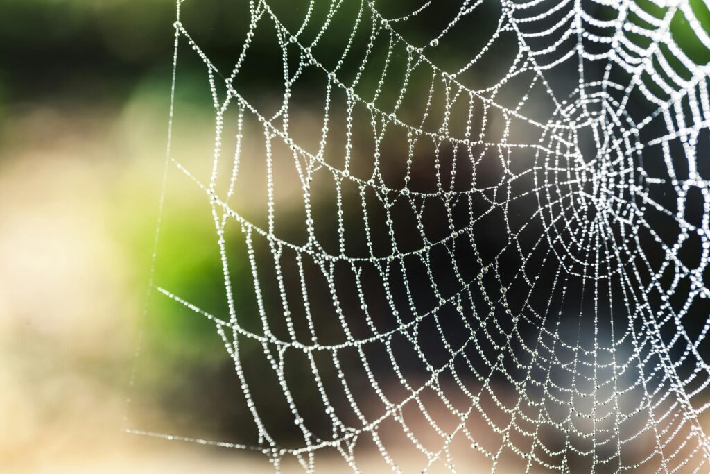 Collaborating with Uncertainty In The Meshwork of Care